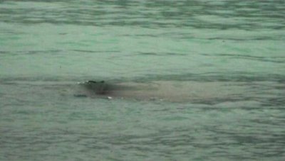 ​1995年喀纳斯湖水怪并非巨型哲罗鲑
