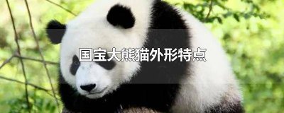 ​国宝大熊猫的外形怎么写作文300字 国宝大熊猫的特点作文300字三年级下册