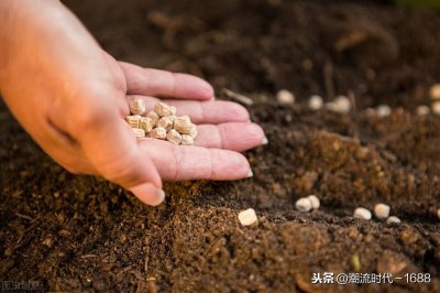 ​种子发芽生长过程