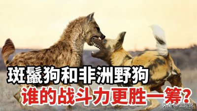 ​草原上的两大家族，鬣狗和野狗，谁的战斗力更加强悍呢？